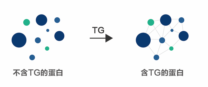 TG酶作用原理.png